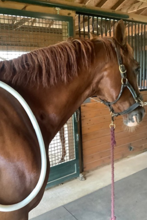 PEMF Therapy on horses in NC - GH Wellness