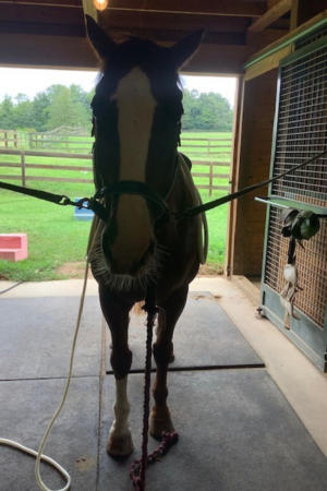 PEMF Therapy on horses in North Carolina - GH Wellness